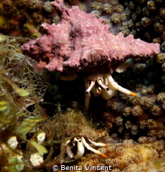 Hermit crab meeting @ Tulamben. by Benita Vincent 